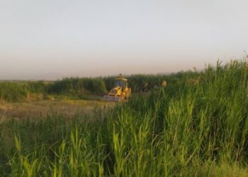 محصولات مزارع آلوده به فاضلاب در شیراز تخریب شد