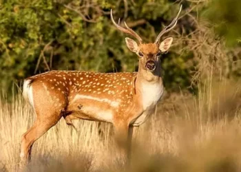 مشاهده چهارمین و پنجمین گوساله گوزن زرد در پهنه تکثیر و پرورش ارسنجان