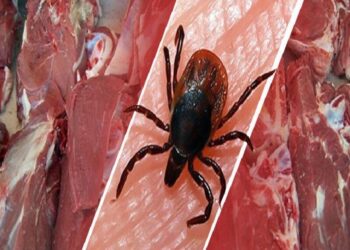 تب کریمه کنگو در فارس جان گرفت! 1 تب کریمه کنگو در فارس جان گرفت!