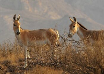 تلف شدن گور خر ایرانی در پارک قیطریه کذب است