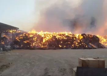 حریق باغ بلوار چمران مهار شد 1 حریق باغ بلوار چمران مهار شد