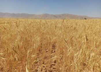 افزایش تولید گندم در 144 هزار هکتار دیمزار های فارس
