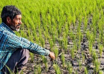 پیشرفت قابل توجه برنامه الگوی کشت در فارس