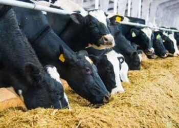 اولین انتخابات الکترونیک اتحادیه صنفی دام و طیور در بیضا 3 اولین انتخابات الکترونیک اتحادیه صنفی دام و طیور در بیضا