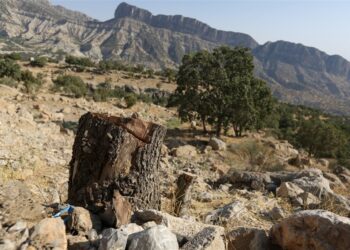 قطع 6 هزار درخت برای ساخت جاده! 1 قطع 6 هزار درخت برای ساخت جاده!