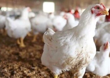 پیش بینی تولید 2500 تن گوشت مرغ در بیضا 2 پیش بینی تولید 2500 تن گوشت مرغ در بیضا