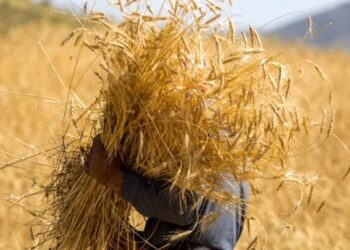 81 درصد مطالبات گندمکاران فارس پرداخت شد