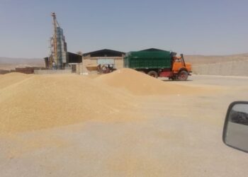 افزایش 2.5 برابری تحویل گندم به مراکز خرید دولتی کوار 2 افزایش 2.5 برابری تحویل گندم به مراکز خرید دولتی کوار