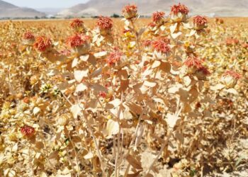 افزایش سی و دو برابری تولید گلرنگ در بیضا 1 افزایش سی و دو برابری تولید گلرنگ در بیضا