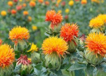 پایان برداشت دانه روغنی گلرنگ از 1120 هکتار مزارع مرودشت