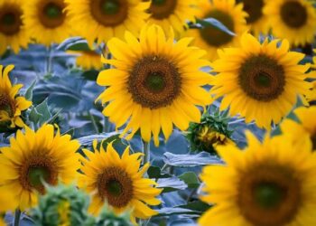 به زیبایی مزرعه آفتاب