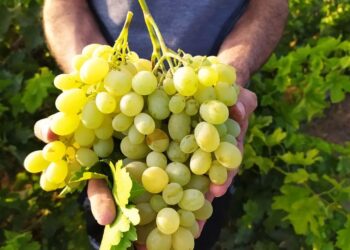 پیش بینی برداشت ۱۵۰ هزار تن انگور از تاکستان‌های شهرستان کوار