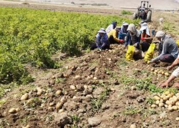 پایان برداشت شش هزار تنی سیب زمینی بهاره در بیضا