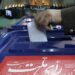 دعوت 31 حزب، تشکل و جبهه عضو و همسو با "تشکلهای ولایتمدار فارس" از شایستگان انقلابی دارای صلاحیت برای پیش ثبتنام انتخابات مجلس شورای اسلامی 18 دعوت 31 حزب، تشکل و جبهه عضو و همسو با “تشکلهای ولایتمدار فارس” از شایستگان انقلابی دارای صلاحیت برای پیش ثبتنام انتخابات مجلس شورای اسلامی