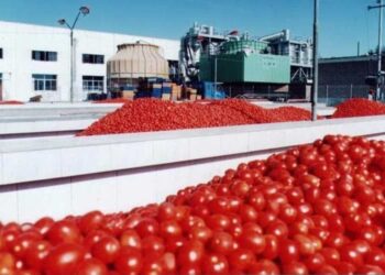 پیش بینی خرید توافقی 87 هزار تن گوجه فرنگی در بیضا