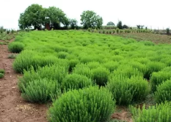 سطح زیر کشت گیاه دارویی آویشن در مرودشت به هشت هکتار رسید