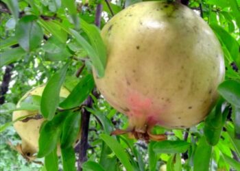 آغاز برداشت یاقوت های شیرین از باغ های ارسنجان 2 آغاز برداشت یاقوت های شیرین از باغ های ارسنجان