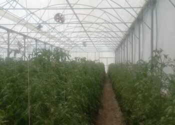 سطح گلخانه های شهرستان مرودشت به بیش از 61 هکتار رسید 3 سطح گلخانه های شهرستان مرودشت به بیش از 61 هکتار رسید