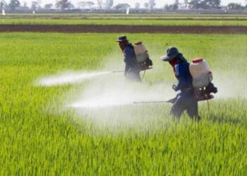 توزیع۳هزار و۲۳۰ تن کودیارانه ای در ارسنجان