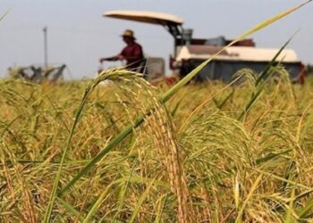 95 درصد از شالیزارهای بیضا مکانیزه برداشت می شود 1 95 درصد از شالیزارهای بیضا مکانیزه برداشت می شود