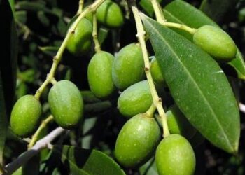 آغاز کار برداشت زیتون از باغ های کوار 1 آغاز کار برداشت زیتون از باغ های کوار