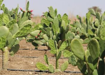 کشت کاکتوس اپونتیا توسط کشاورز خوشفکر بیضایی 5 کشت کاکتوس اپونتیا توسط کشاورز خوشفکر بیضایی