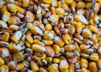 ورود 11 هزار و 500 تن ذرت فاسد به استان فارس و عزل یک مدیر!