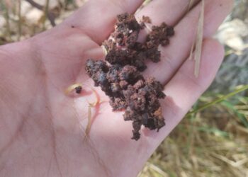 هجوم آفت کرم خراط به باغ های بوانات 3 هجوم آفت کرم خراط به باغ های بوانات