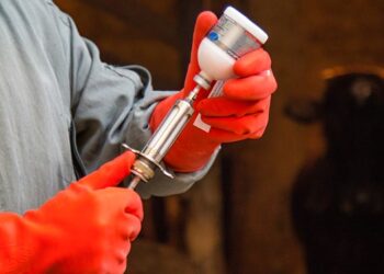 ایمن‌سازی دام‌های سبک و سنگین علیه تب برفکی در فارس