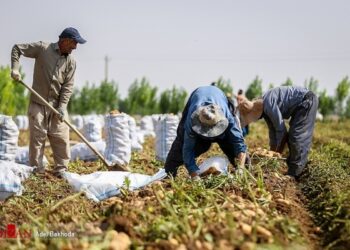 مزایای کشاورزی قراردادی ابلاغ شد 4 مزایای کشاورزی قراردادی ابلاغ شد