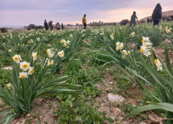 مادرنرگس زارها