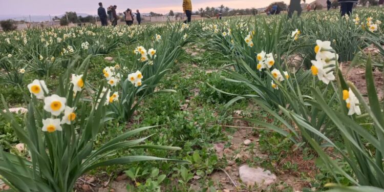 صفحه اصلی 50 مادرنرگس زارها