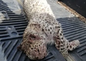 یک قلاده پلنگ در شیراز تلف شد