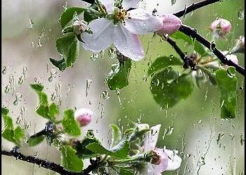 ادامه بارش های بهاری در راه است