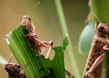 طغیان ملخ های مراکشی در فارس 1 طغیان ملخ های مراکشی در فارس