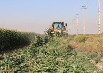 دومین مرحله عملیات امحاء مزارع آلوده به فاضلاب