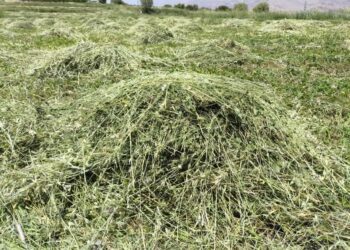 برداشت سه هزار هکتار جو علوفه ای در بیضا