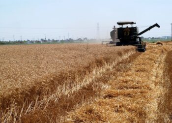 تاکنون ۸۱۵ هزار تن گندم از مزارع فارس برداشت شده است