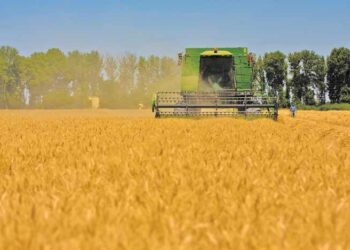 آغاز برداشت گندم از مزارع شیراز