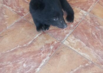 کشف و ضبط یک توله خرس سیاه و تعداد ۴۷۴ قطعه پرنده نابالغ مرغ مینا در شهرستان بختگان 3 کشف و ضبط یک توله خرس سیاه و تعداد ۴۷۴ قطعه پرنده نابالغ مرغ مینا در شهرستان بختگان