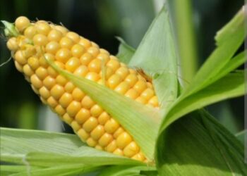 پیش بینی تولید 28 هزارتن ذرت علوفه‌ای در ارسنجان