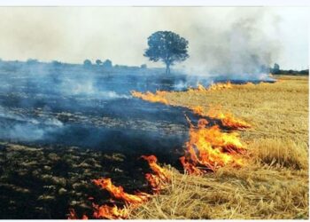 کشاورزان از آتش زدن بقایای گیاهی مزارع خودداری کنند
