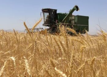 کاهش 30 درصدی برداشت جو در بیضا