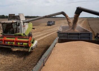 وضعیت برداشت در دیمزارها مطلوب نیست 2 وضعیت برداشت در دیمزارها مطلوب نیست