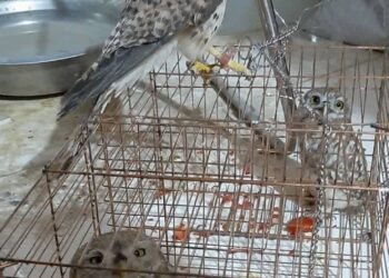 دستگیری متخلف حرفه اي فروشنده پرندگان شکاری در شیراز 1 دستگیری متخلف حرفه اي فروشنده پرندگان شکاری در شیراز