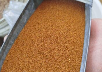 150 تن خاکشیر ارسنجان روانه بازار شد