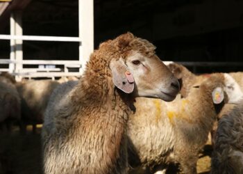 پیشبینی ۹ جایگاه موقت عرضه و ذبح بهداشتی دام به مناسبت عید سعید قربان در شیراز 2 پیشبینی ۹ جایگاه موقت عرضه و ذبح بهداشتی دام به مناسبت عید سعید قربان در شیراز