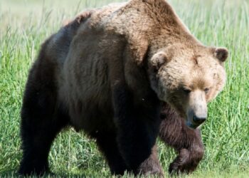 زنده گیری و تیمار خرس قهوه ای در شهرستان اقلید فارس 1 زنده گیری و تیمار خرس قهوه ای در شهرستان اقلید فارس