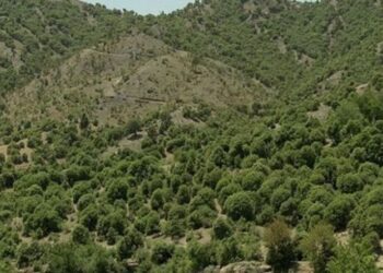 اجرای طرح مدیریت جنگلهای زاگرس در فارس 1 اجرای طرح مدیریت جنگلهای زاگرس در فارس