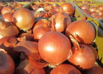 پیش بینی تولید 21 هزار تن پیاز در بیضا